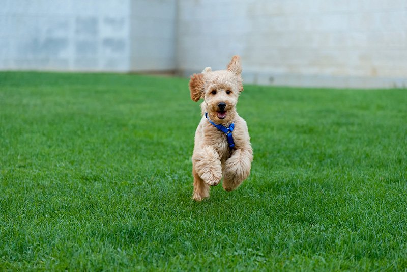 A calm, happy puppy